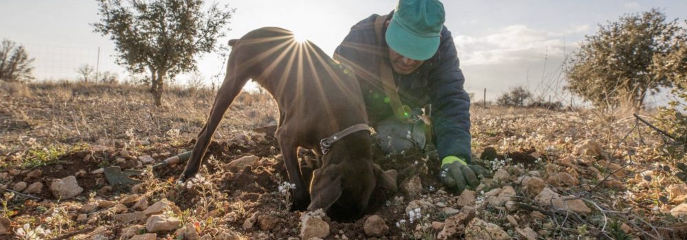 Agriculteur Truffis